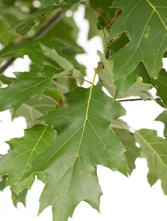 <div>highest heat value</div>