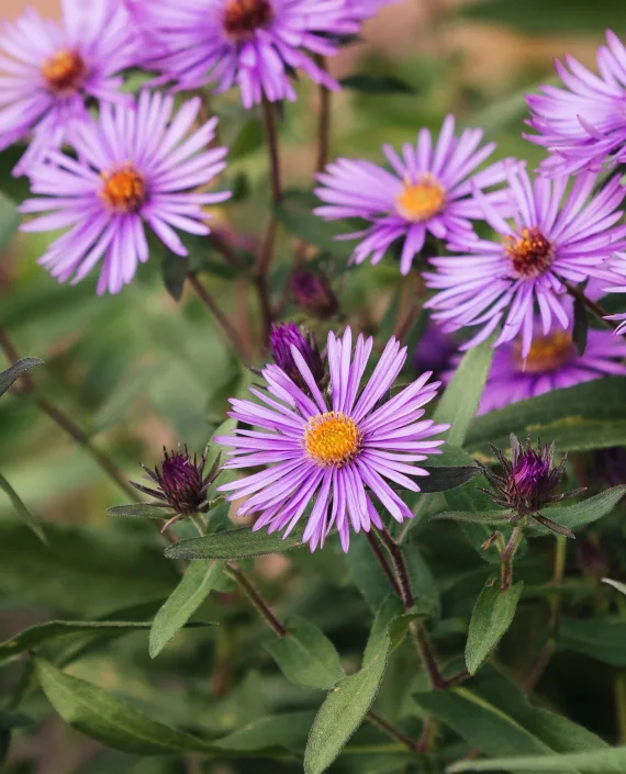<div>Additional Native Wildflowers</div>