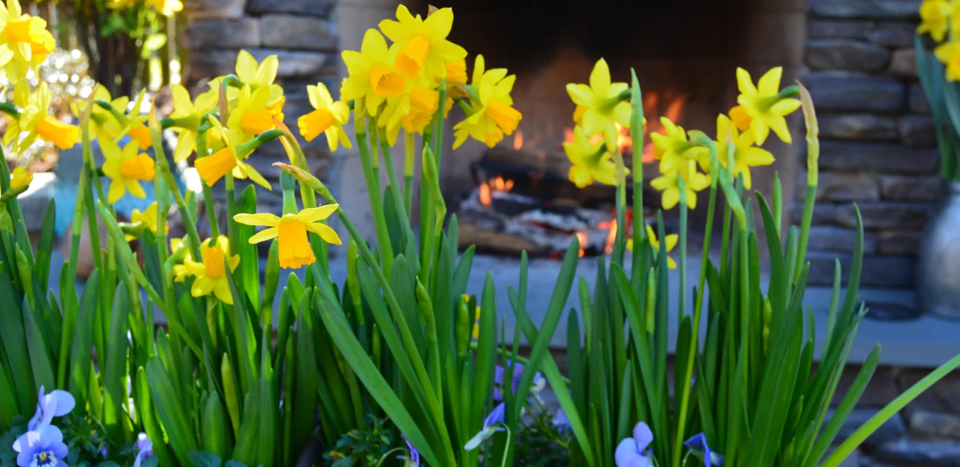 Preparing your Outdoor Space for Spring