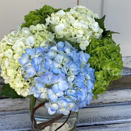 Hydrangeas