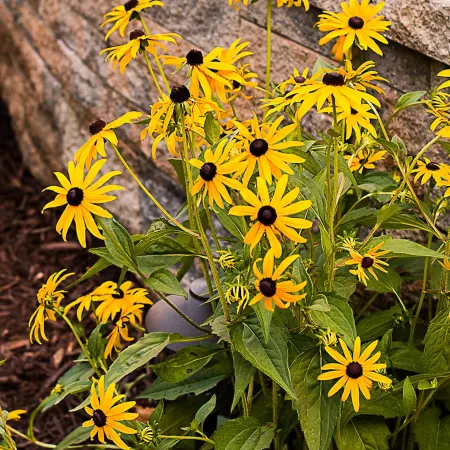 Black Eyed Susan