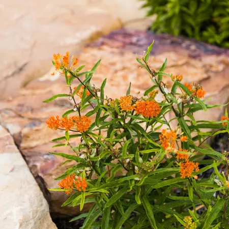Butterfly Weed