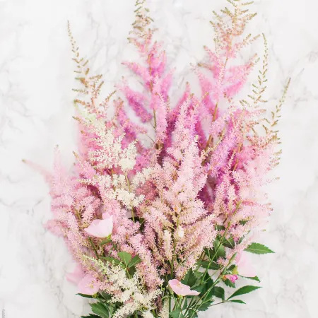 Astilbe