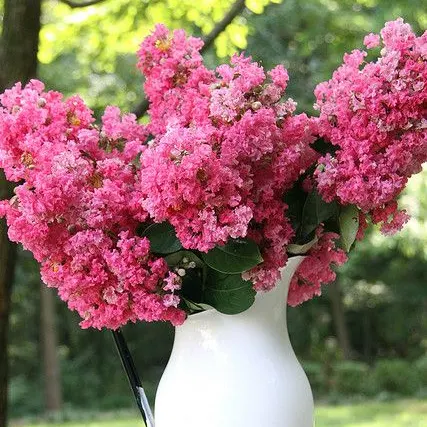 Crape Myrtle