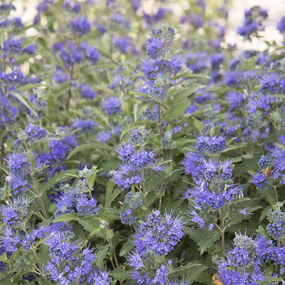 Caryopteris