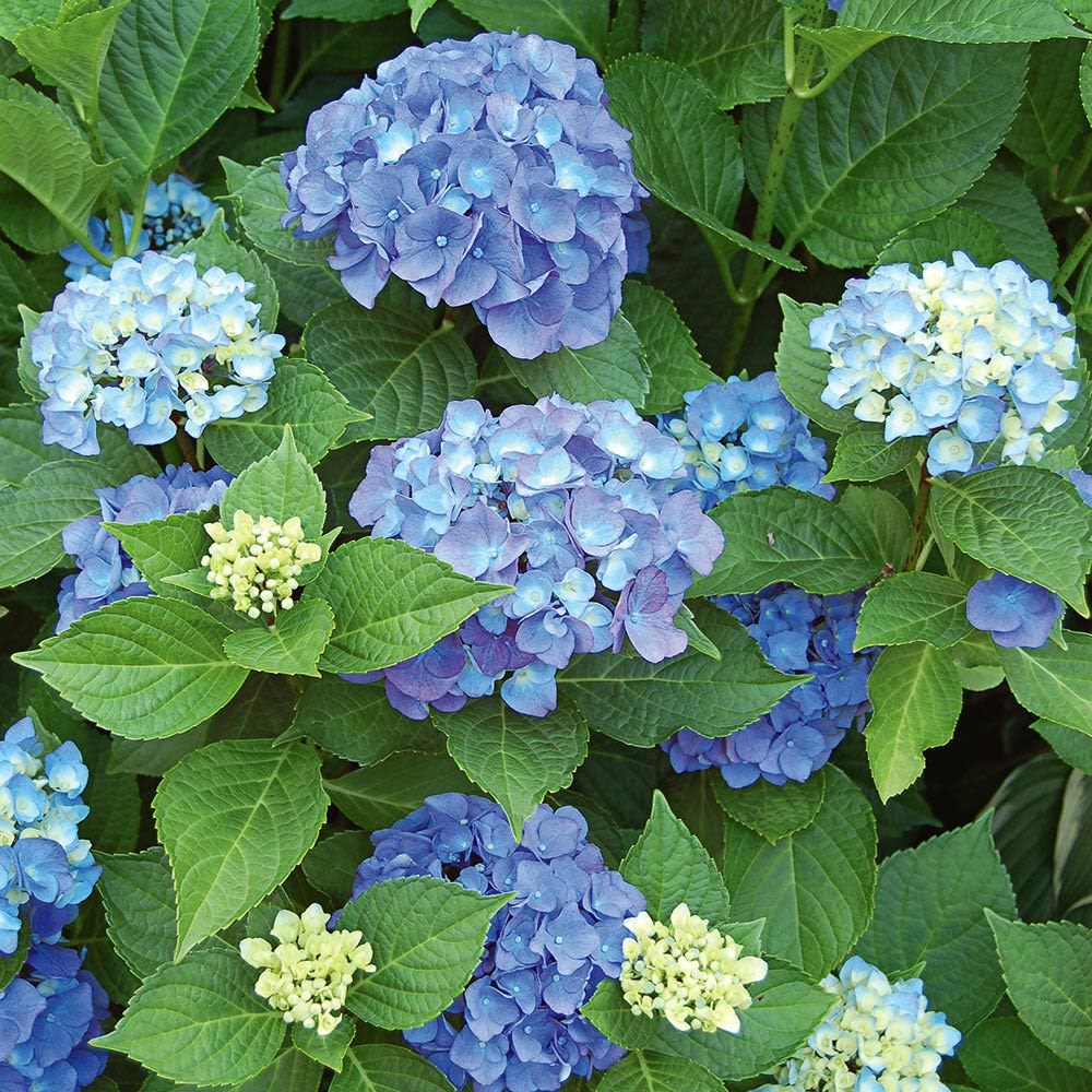 Hydrangeas