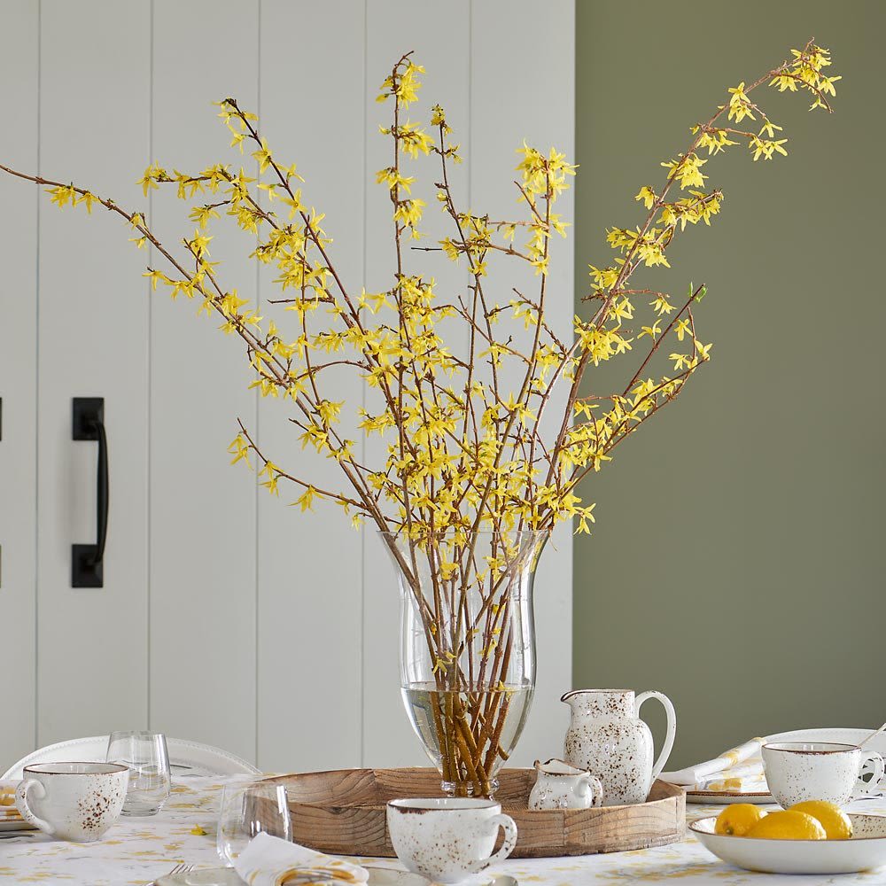 Forsythia
