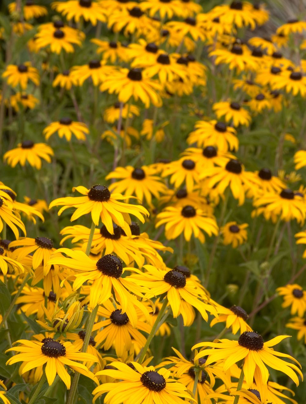 <div>Perennials:</div>