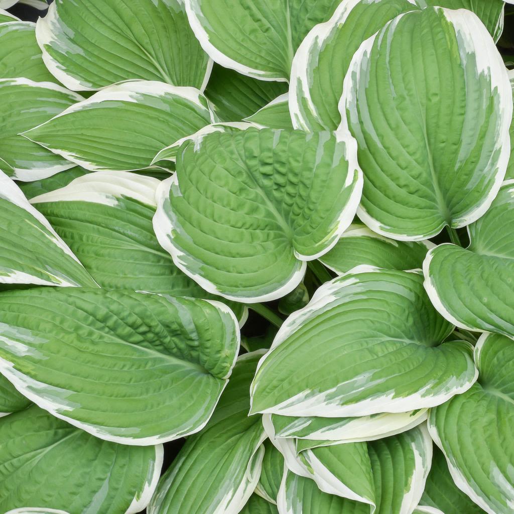 Hosta