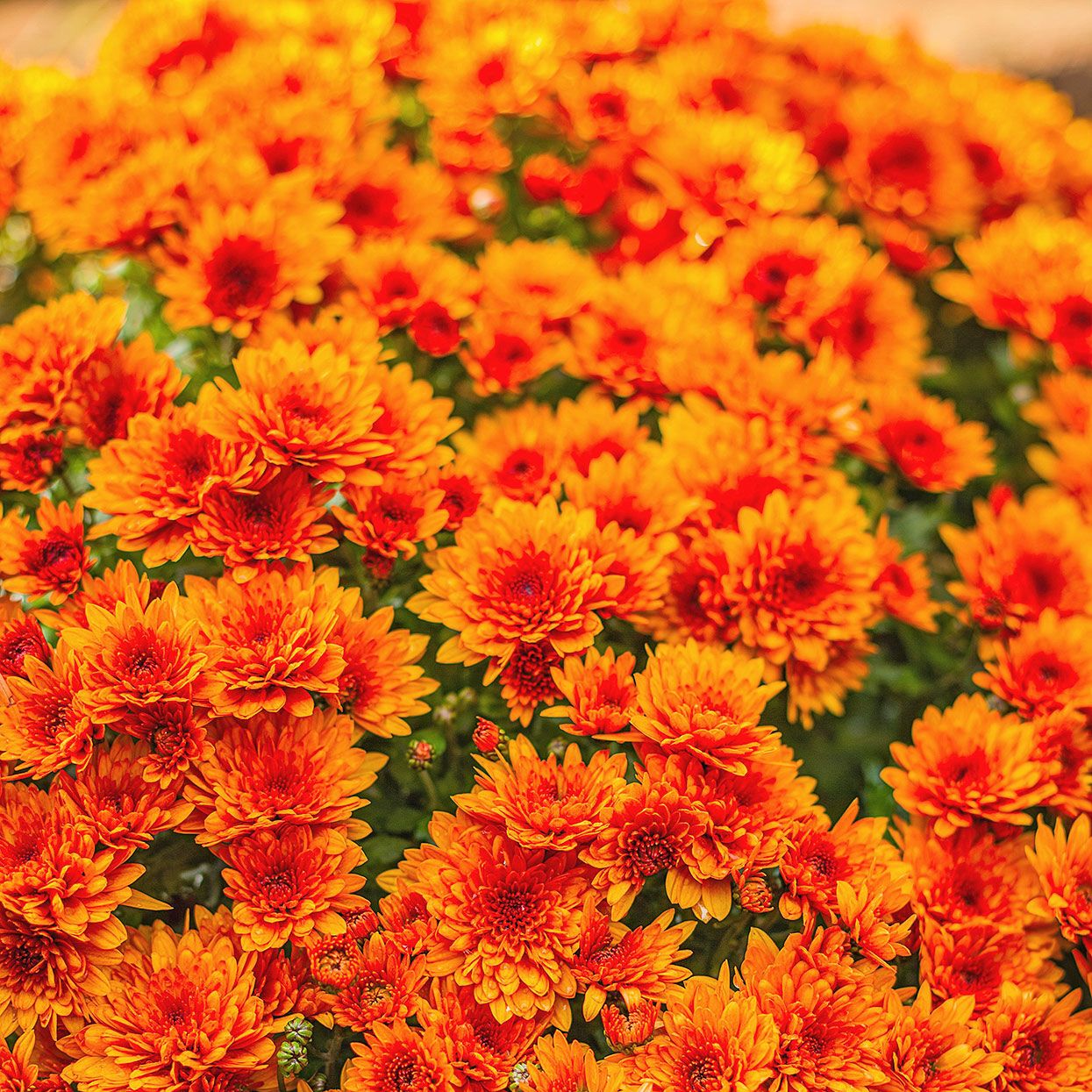 Chrysanthemum