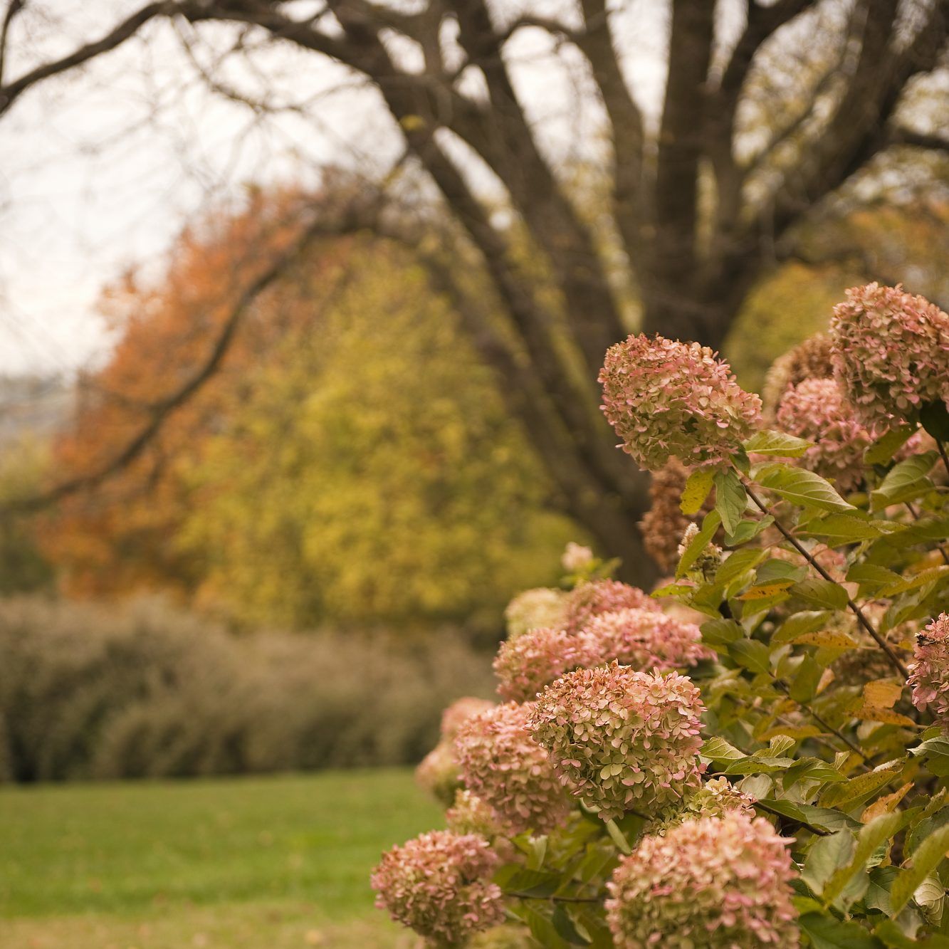 Hydrangea paniculata