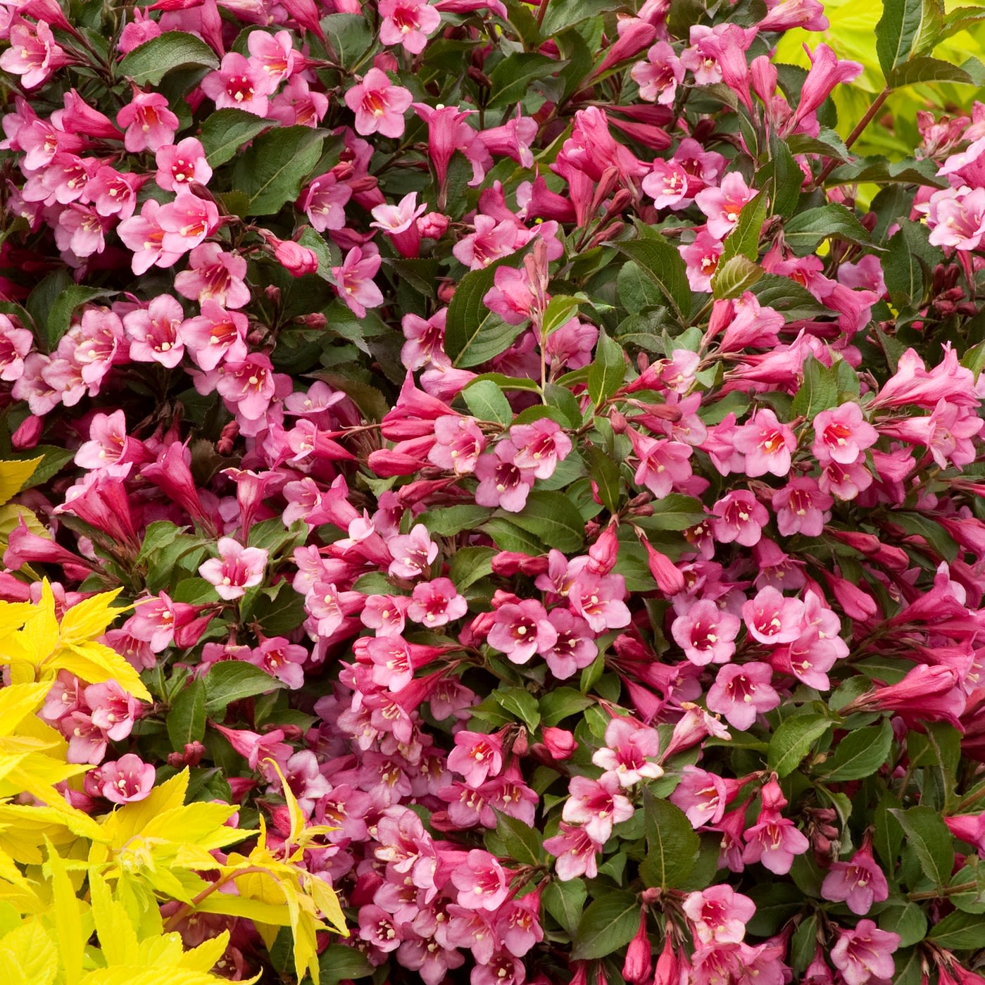 Weigela