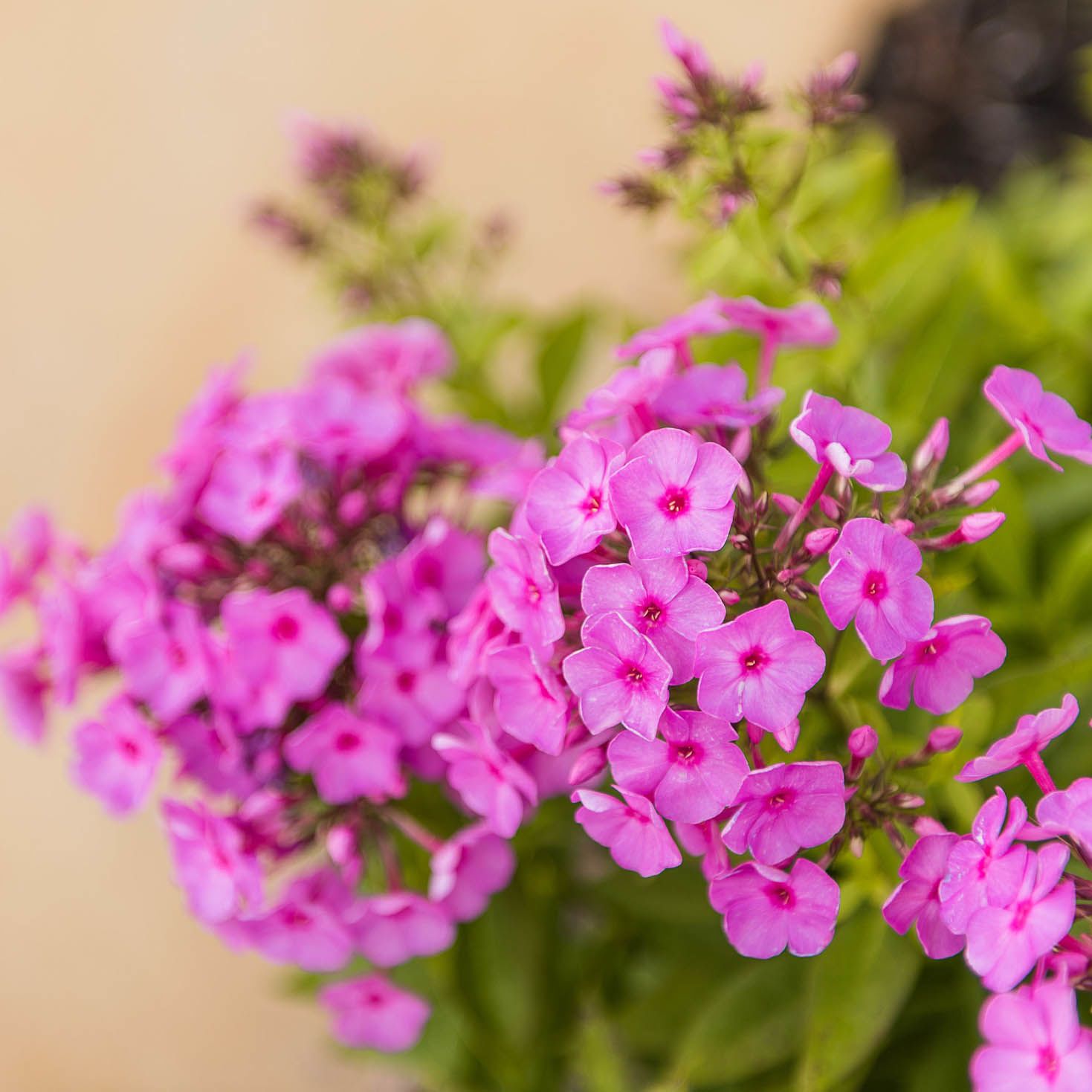 Garden Phlox
