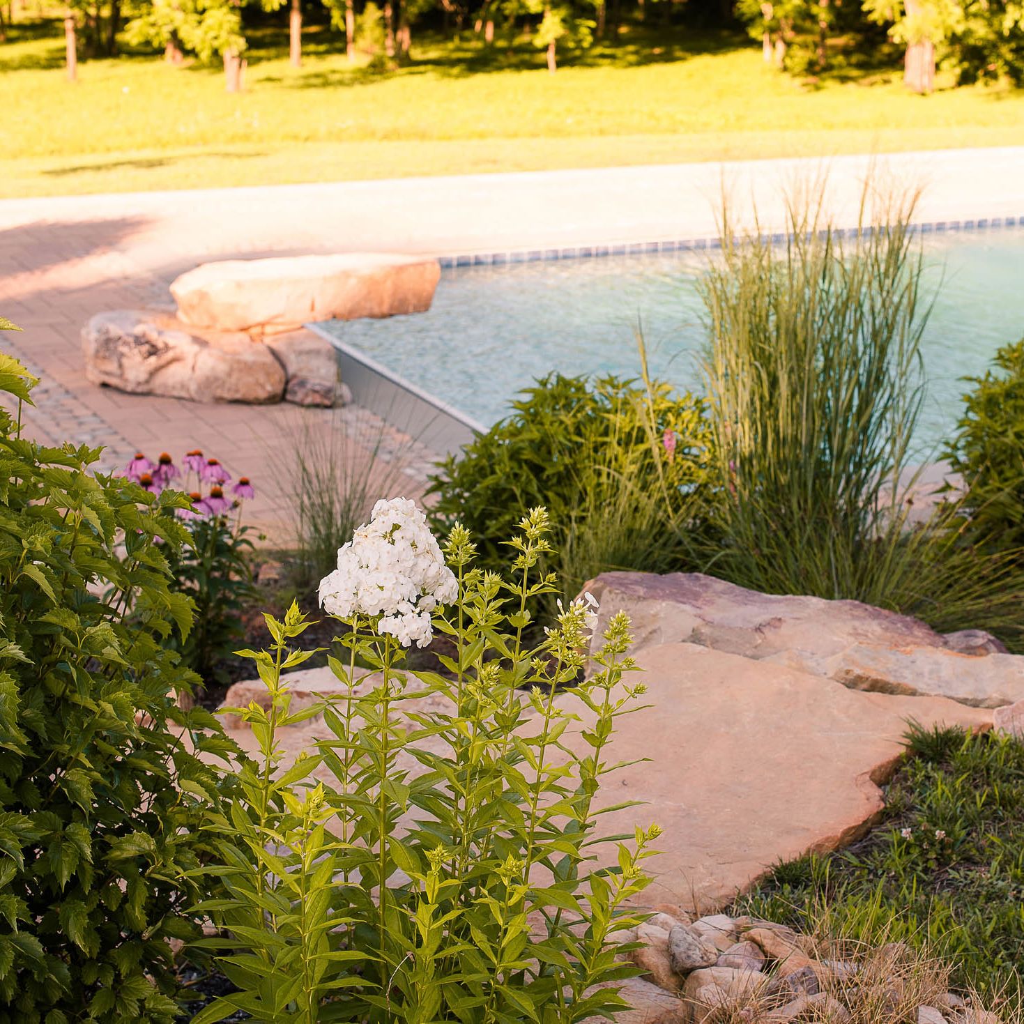 Native landscape with gunite pool in the background