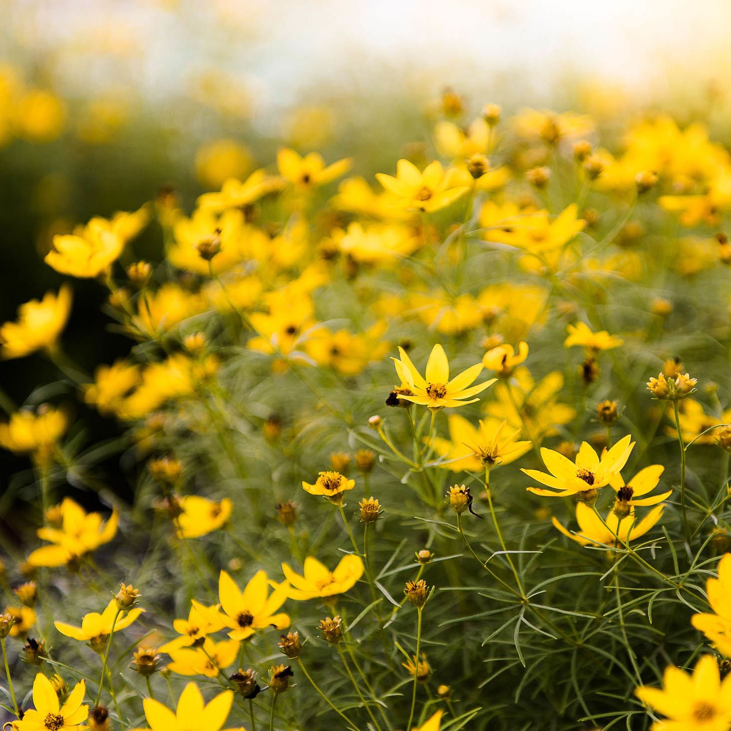 Coreopsis