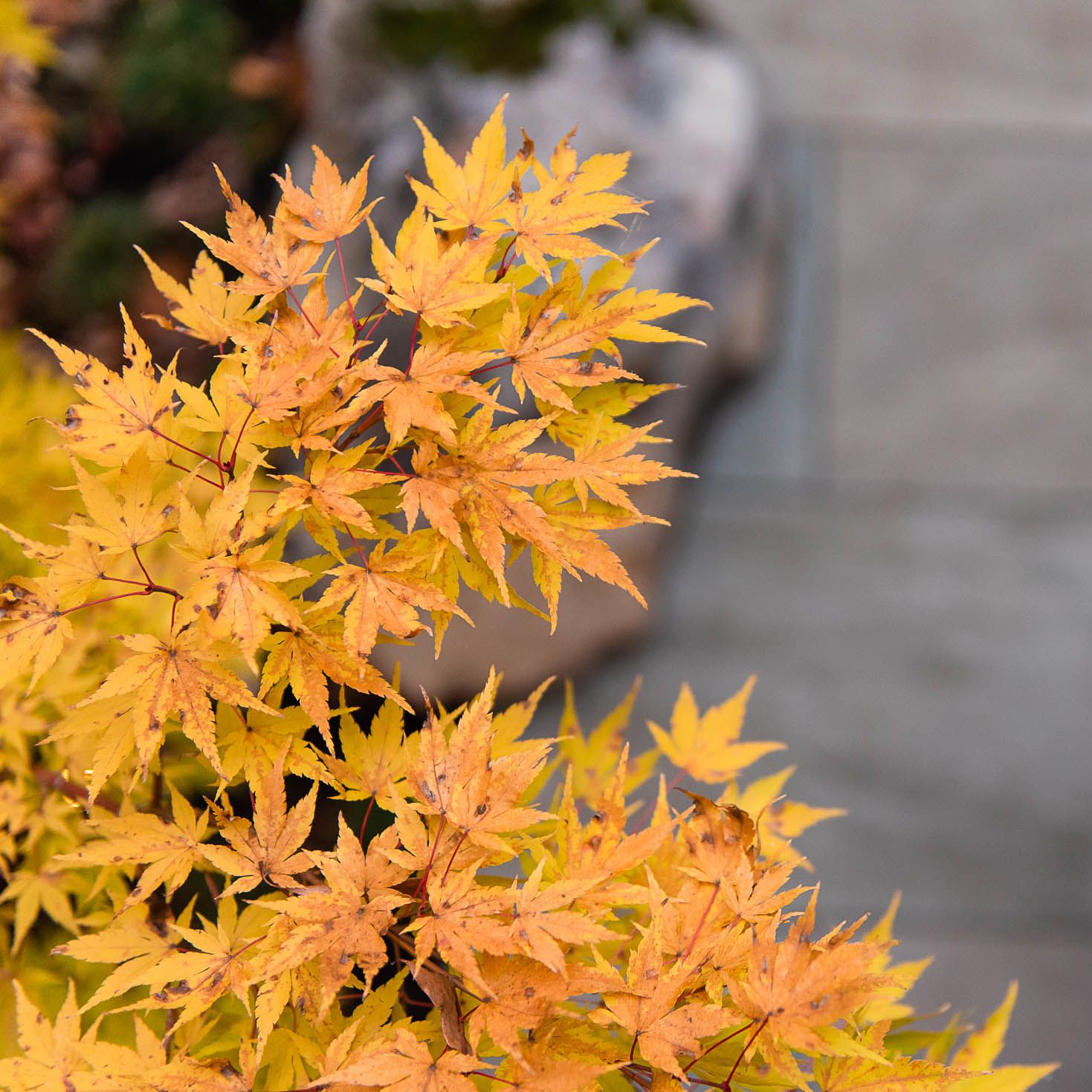 oak leaves turning yellow in the fall