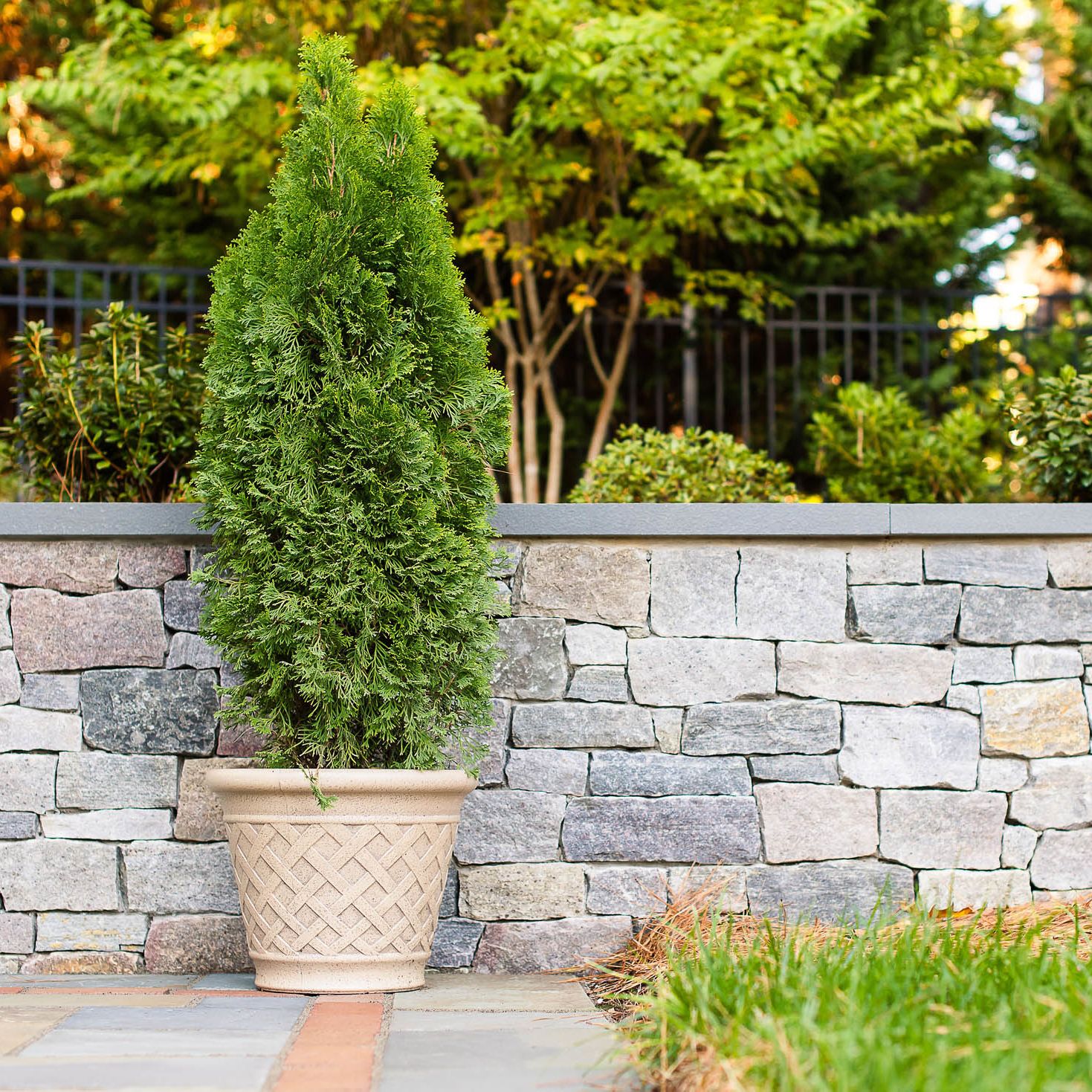 Tall fern plant in a pot placed on stone paver patio
