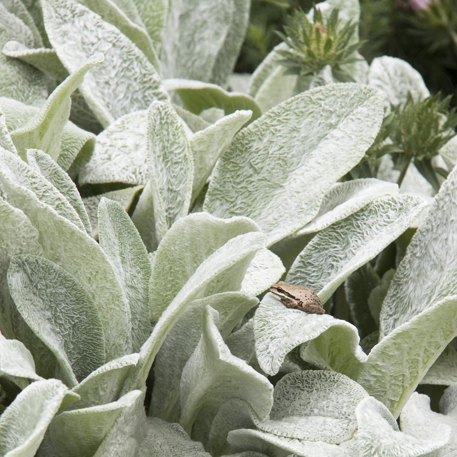 Lambs Ear