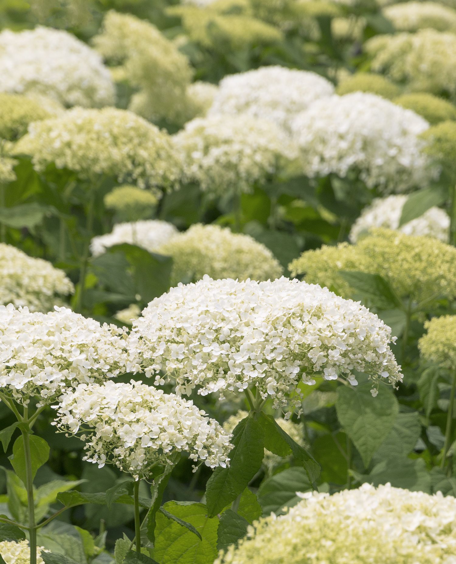 <div>Shrubs & Grasses:</div>