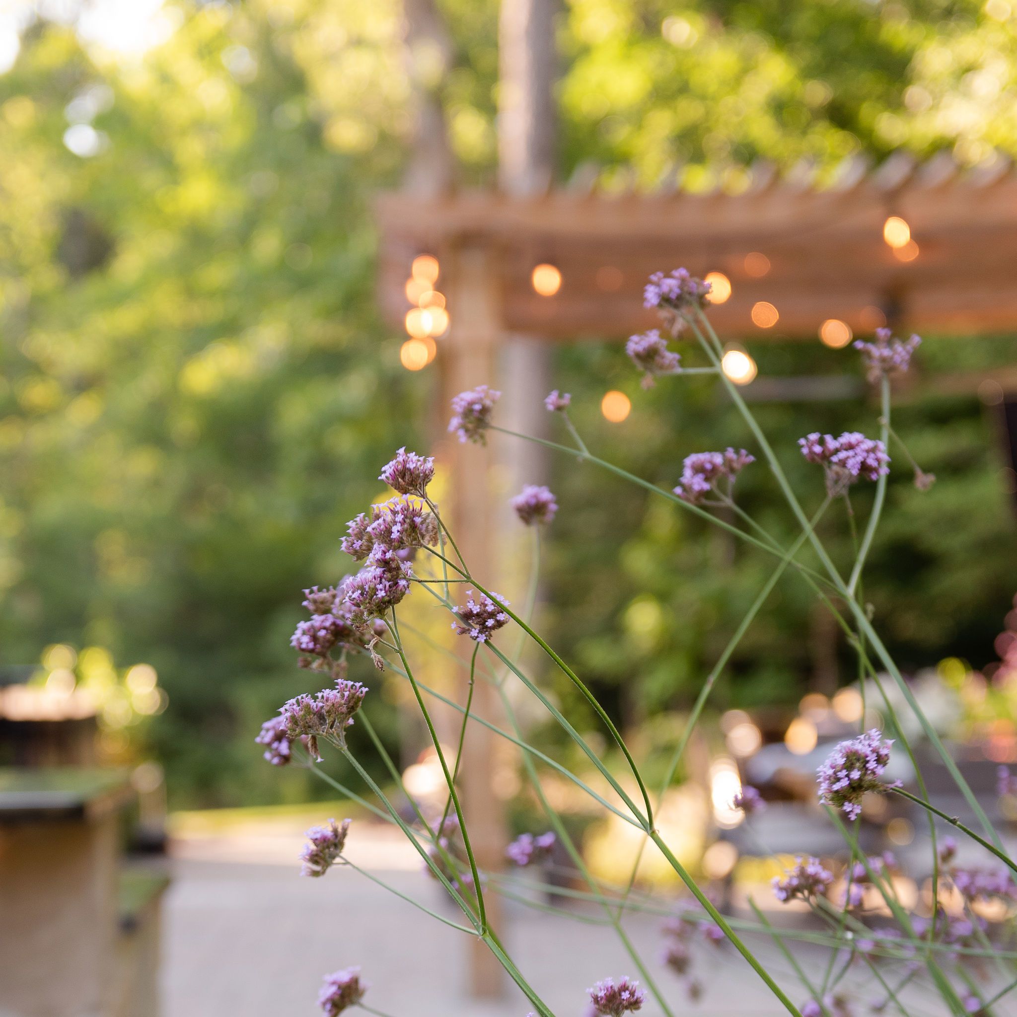 Upright verbena with patio in the background