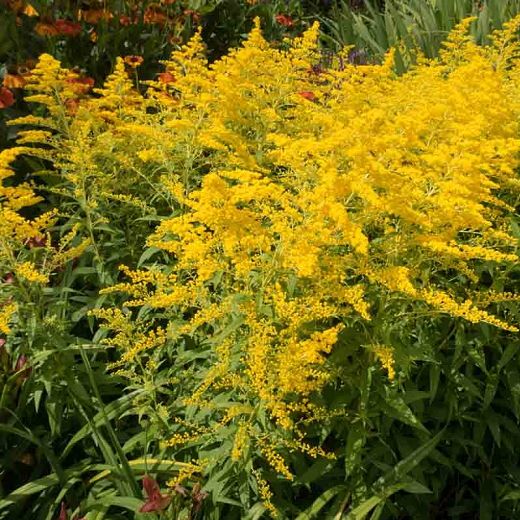 Goldenrod