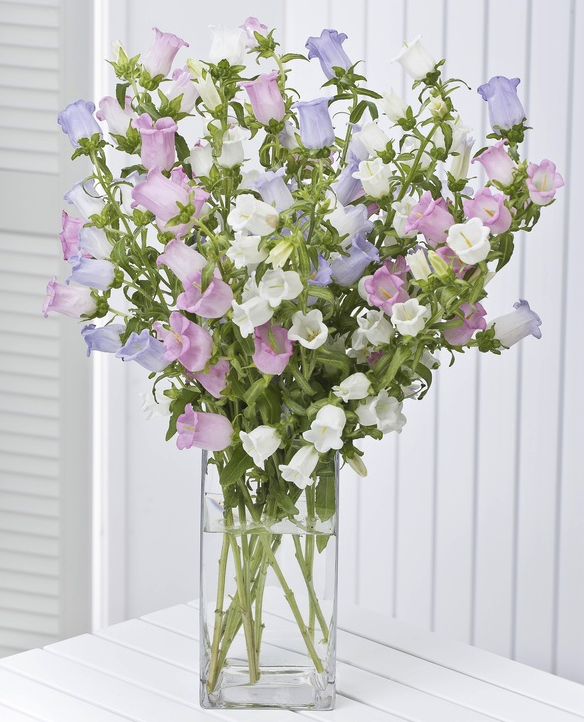 <div>Other great flowering Perennials for cutting</div>