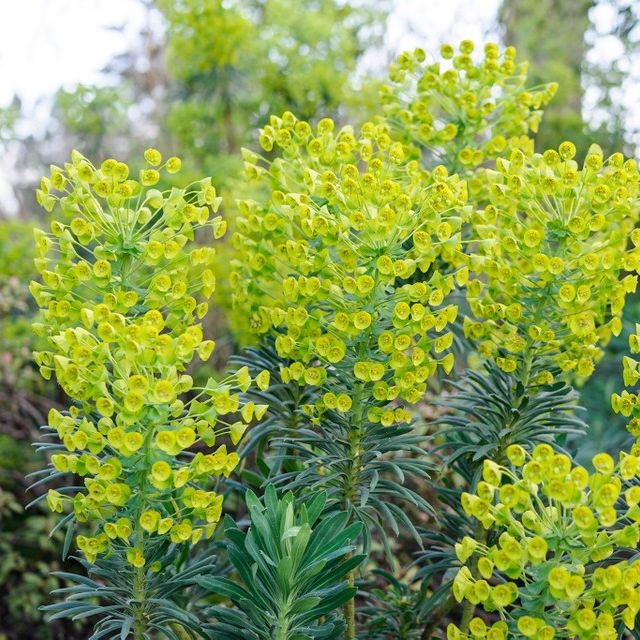 Euphorbia