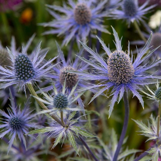 Sea Holly