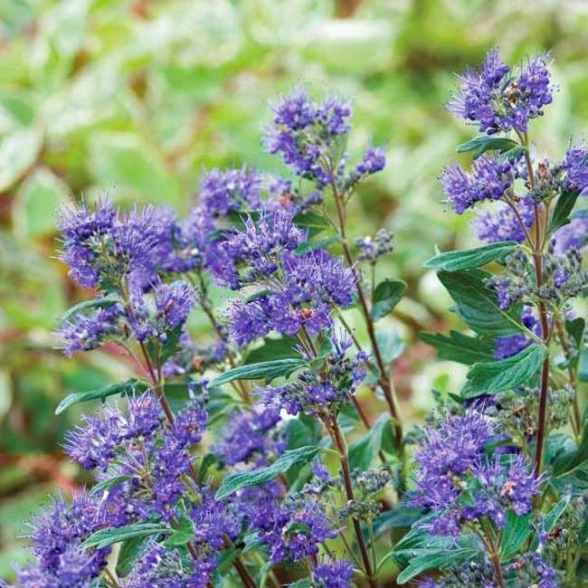 Caryopteris