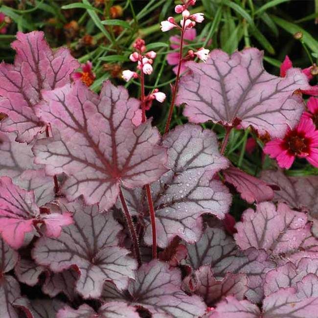 Heuchera