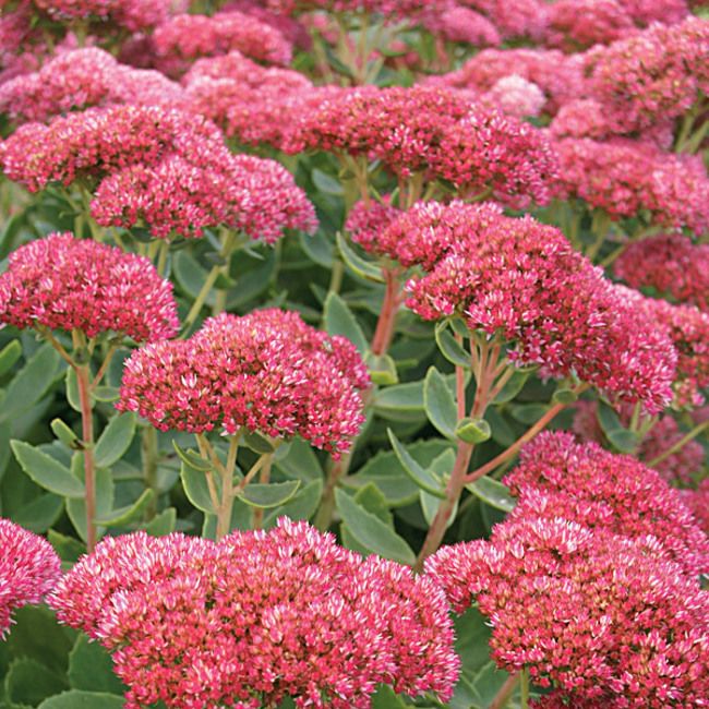 Sedum