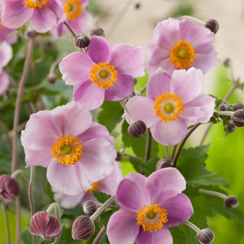 Anemone