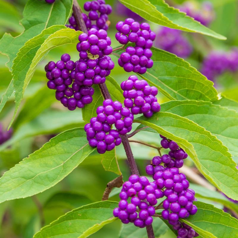 Beautyberry
