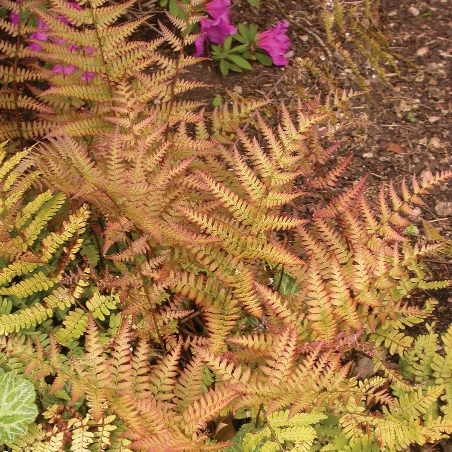 Autumn Fern