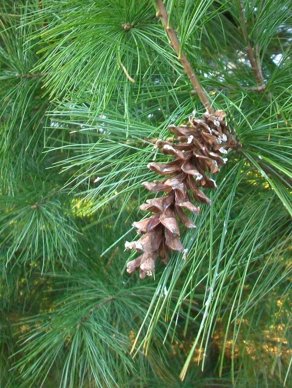 <div>Low Heat Value</div>