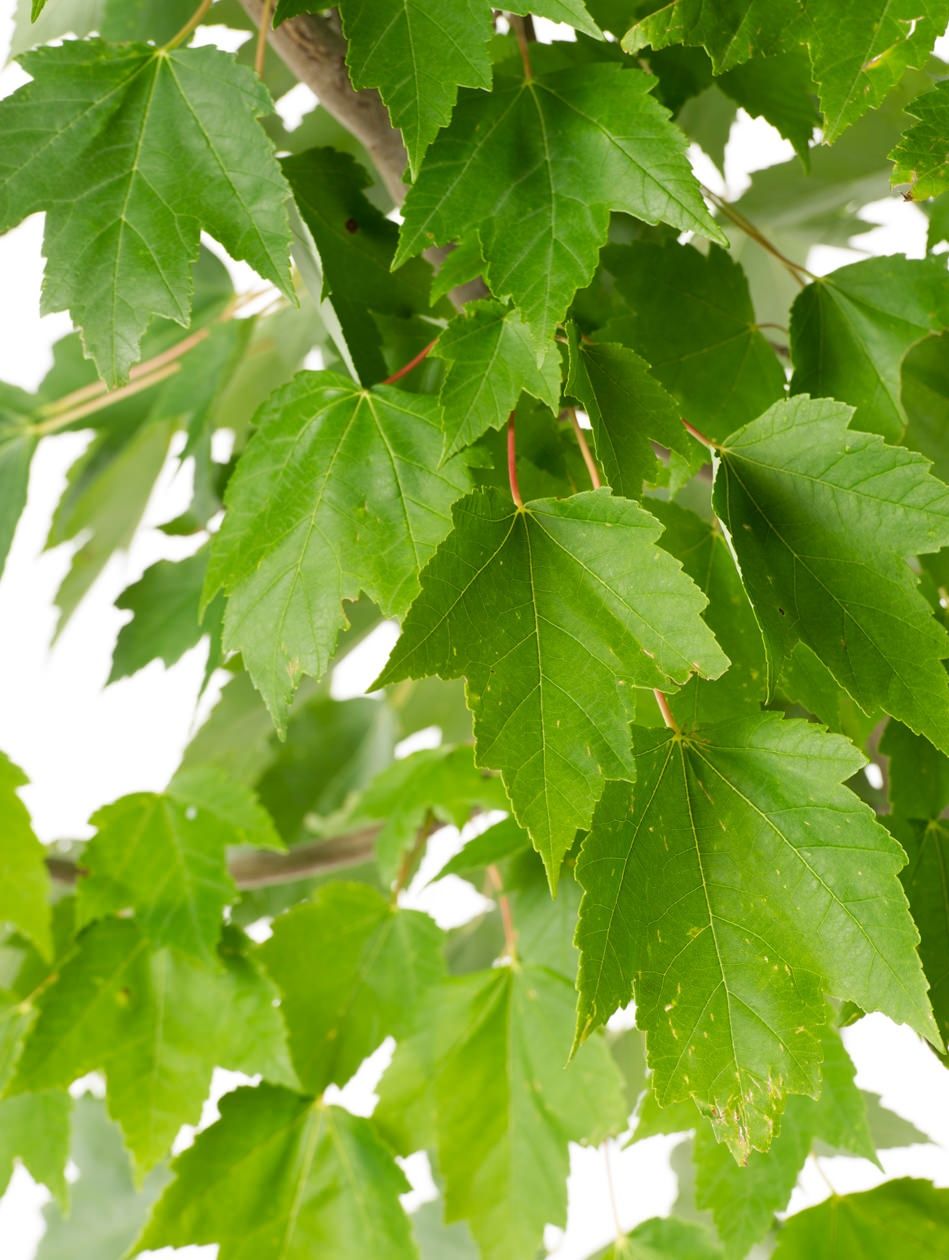 <div>Medium Heat Value</div>