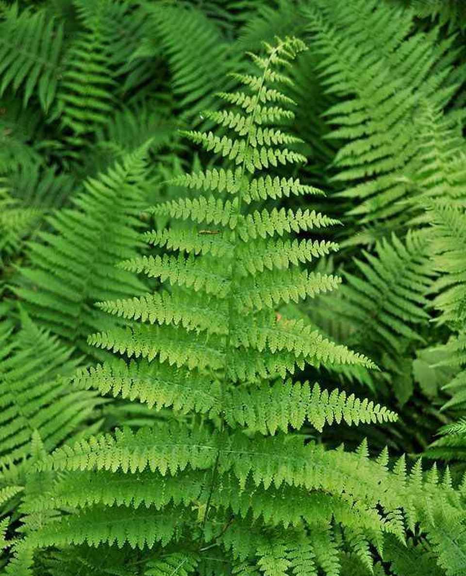 <div>Ferns & Vines:</div>